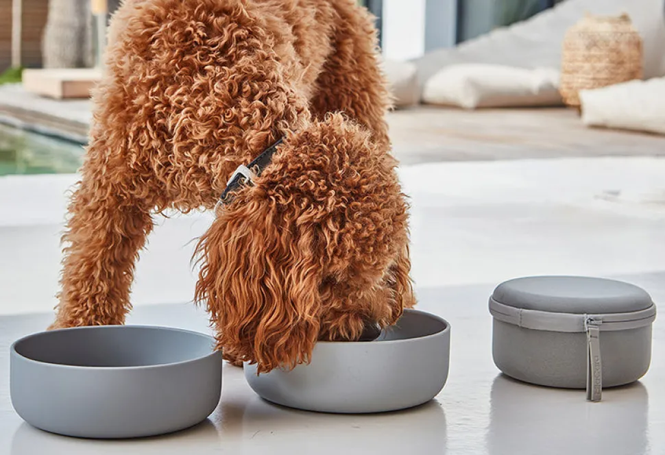 Bento Dog Travel Bowl Food Container