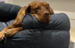 Bowsers Double Donut Sofa Dog Bed
