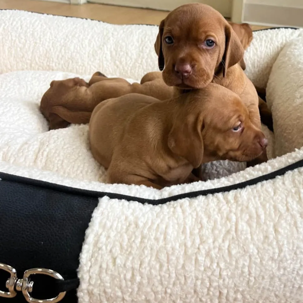 Bowsers Signature Cashmere Scoop Dog Bed