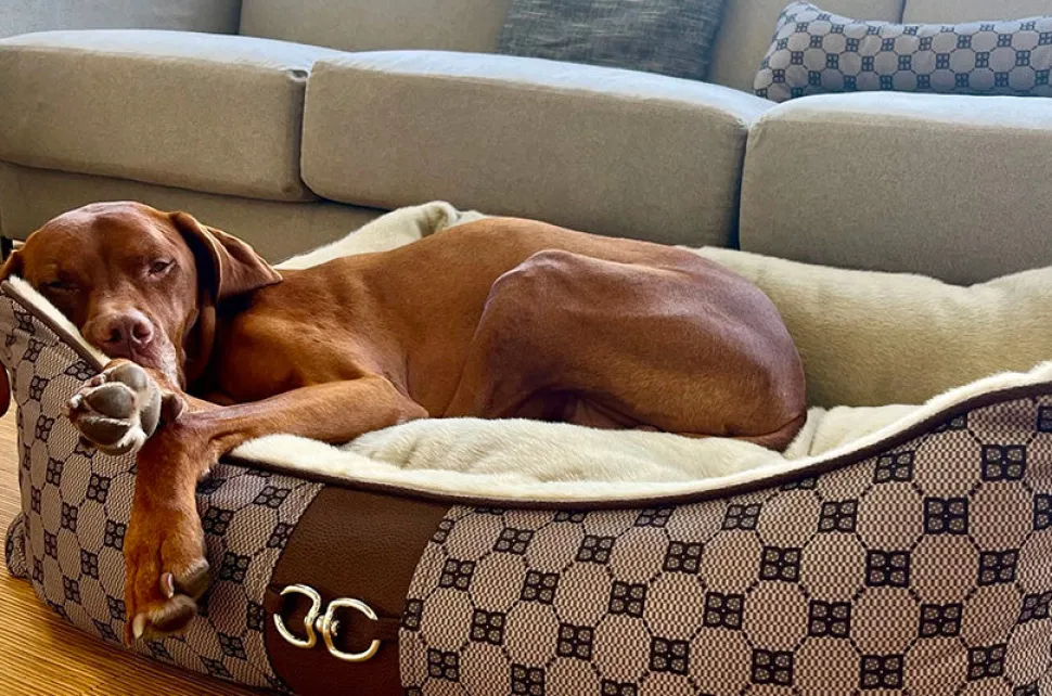 Bowsers Signature Cashmere Scoop Dog Bed