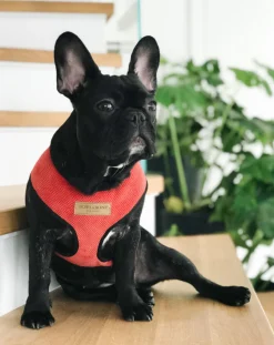 Candy Dog Harness Set