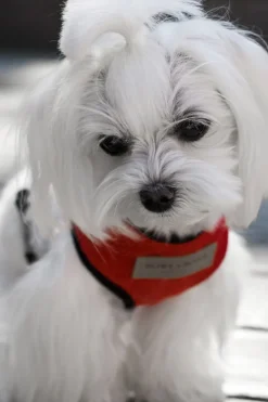 Candy Dog Harness Set