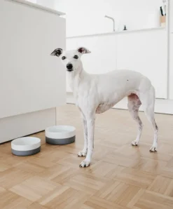 Coppa Porcelain Dog Bowl Set: Bowls, Treat Jar & Slowfeeder