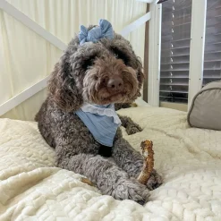 Deer Antlers for Dogs