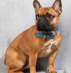Ferdinando Italian Leather Dog Collar & Leash Set