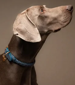 Ferdinando Italian Leather Dog Collar & Leash Set