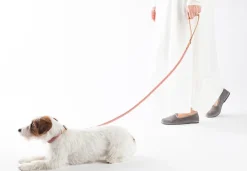 Ferdinando Microfiber Vegan Dog Collar Leash Set
