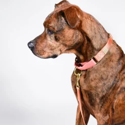 martingale training collar for pullers | peach + pink