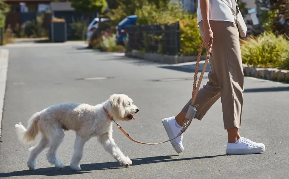 Miacara Bergamo braided Leather Long Dog Leash 6 Feet