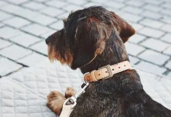 Miacara Bergamo Leather Dog Collar