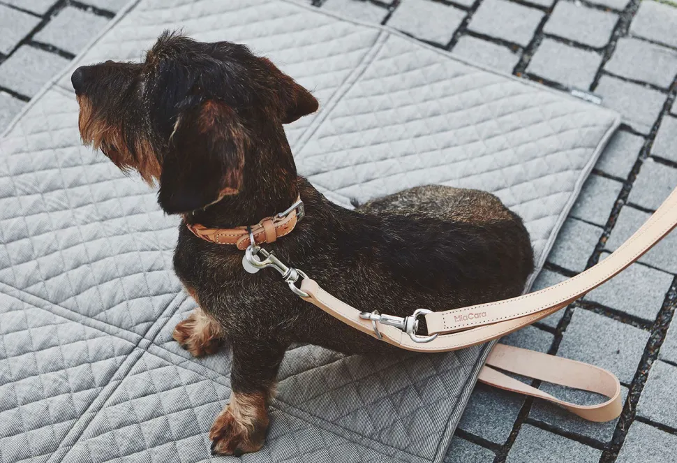 Miacara Bergamo Leather Dog Collar