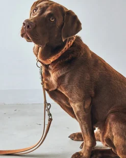 Miacara Bergamo Leather Dog Collar
