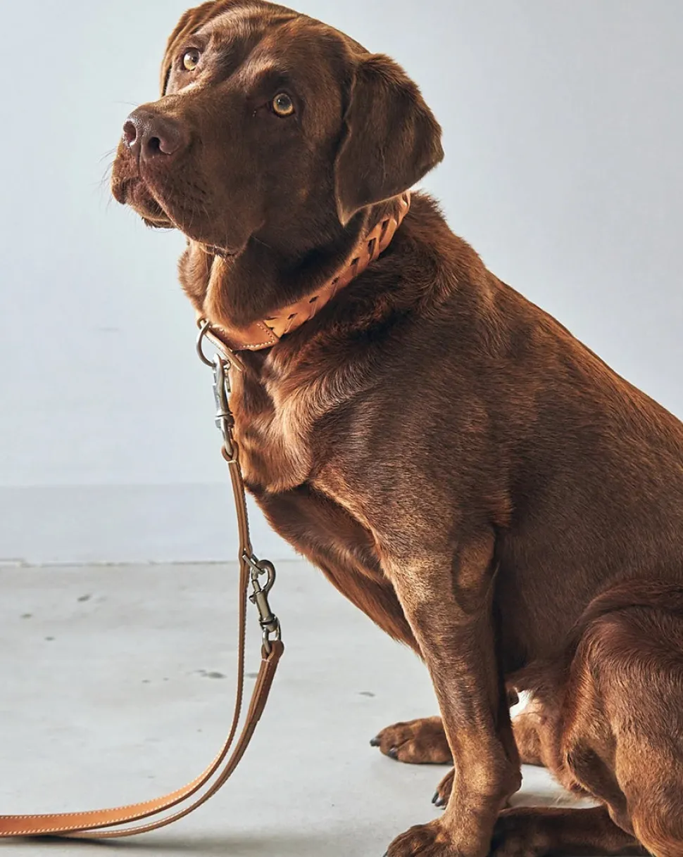 Miacara Bergamo Leather Dog Collar