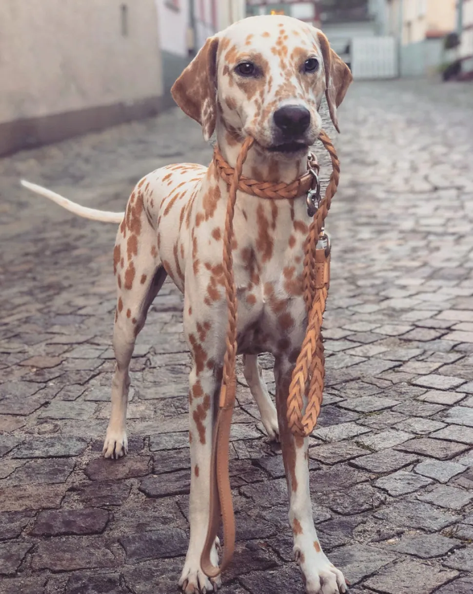 Miacara Bergamo Leather Dog Collar