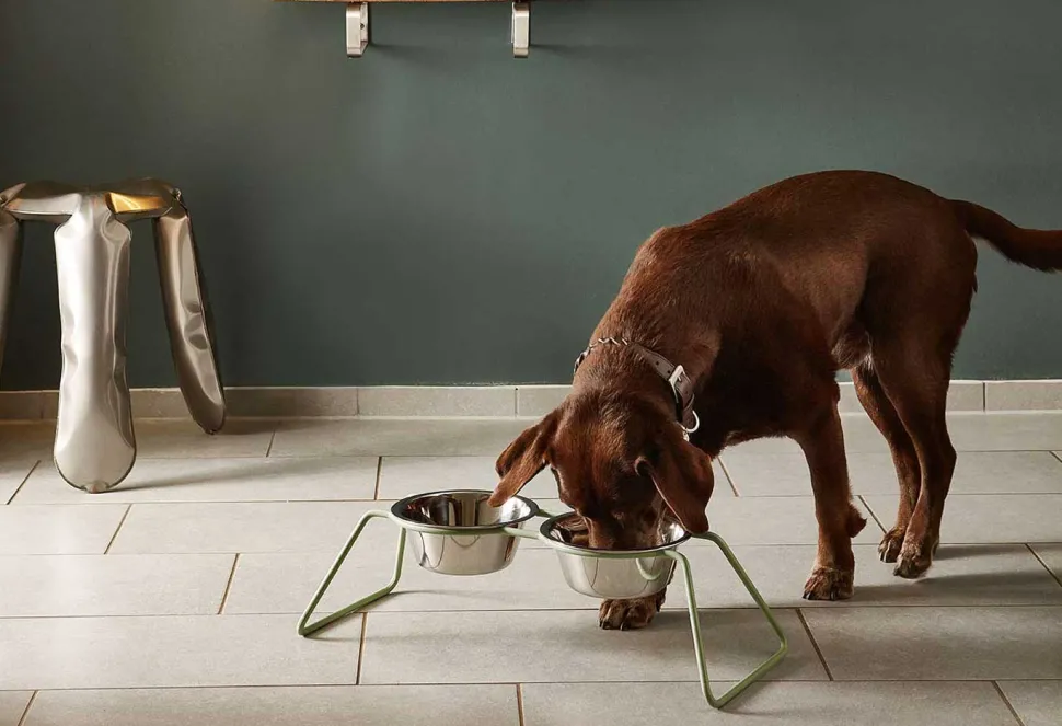 Miacara Cena Dog Feeder With High Quality Stainless Steel Bowls