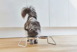 Miacara Cena Elevated Cat Feeder in Green