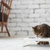Miacara Desco Cat Feeder White