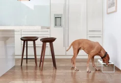 Miacara Desco Dog Feeder in White