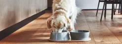 Miacara Doppio Dog Food & Water Bowls with Oak Tray