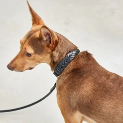 Miacara Leather Dog Collar & Leash Set