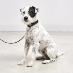 Miacara Leather Dog Collar & Leash Set