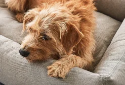 Miacara Mare Hypoallergenic Dog Bed