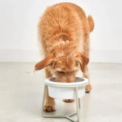 Miacara Pranzo Quality Elevated Porcelain Large Dog Bowl