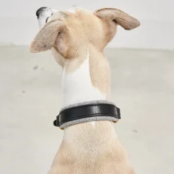 Miacara Siena Leather Dog Collar & Leash