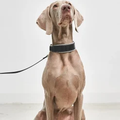 Miacara Siena Leather Dog Collar & Leash