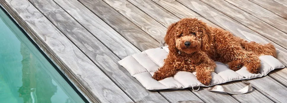 Miacara Strada Travel Bed for Dogs
