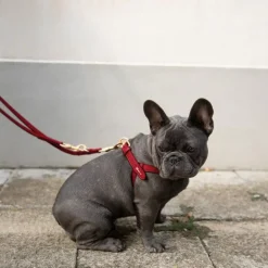 Nappa Leather Dog Harness For Medium Dogs