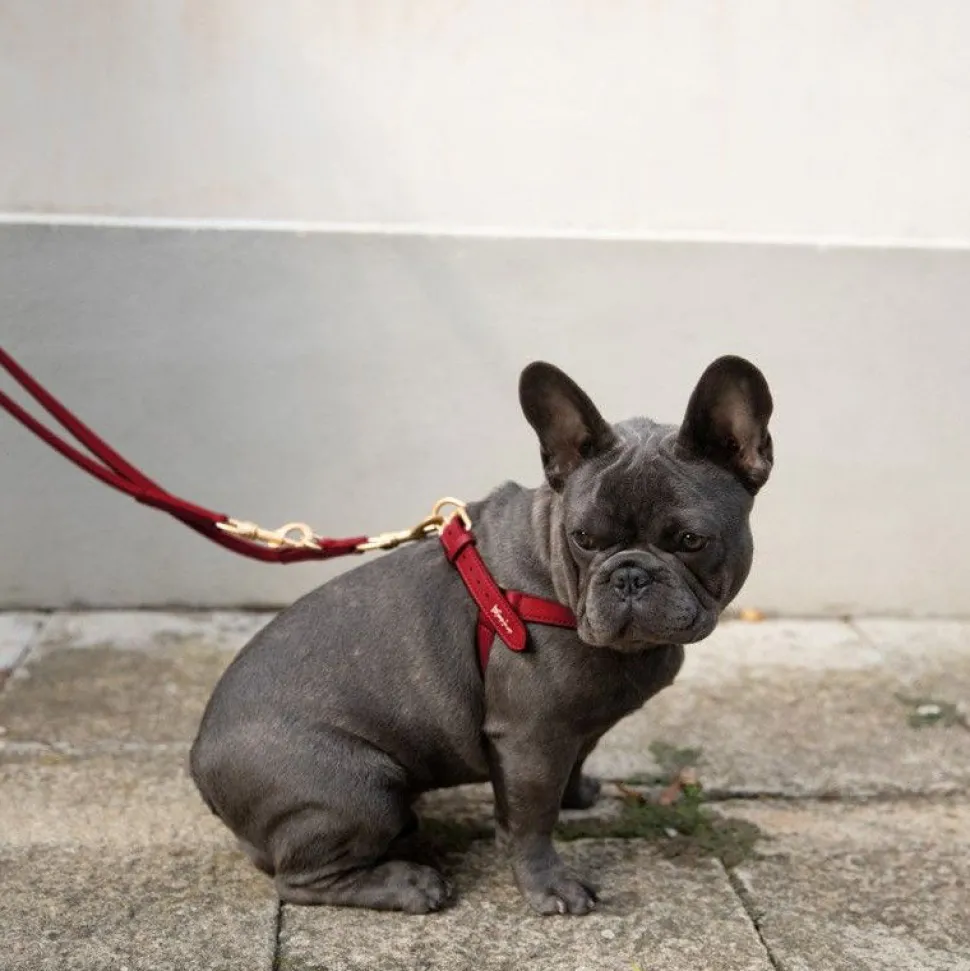 Nappa Leather Dog Harness For Medium Dogs