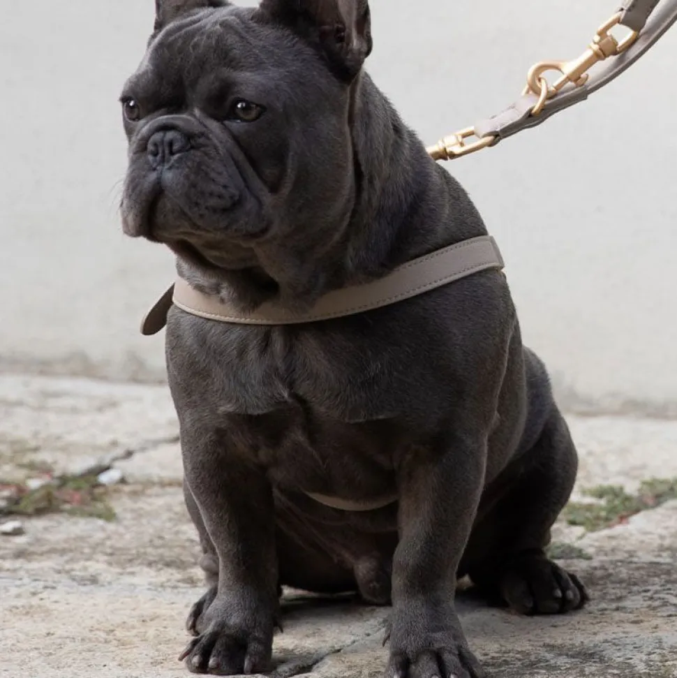 Nappa Leather Dog Harness For Medium Dogs
