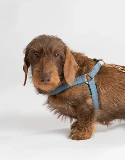 Nappa Leather Dog Harness For Medium Dogs