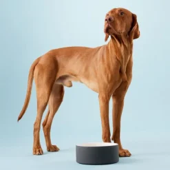 Paikka Ceramic Cool Water Bowl
