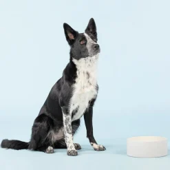 Paikka Cool Ceramic Dog Bowl Concrete