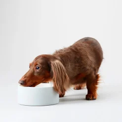 Paikka Cool Ceramic Dog Bowl Concrete