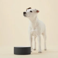 Paikka Slow Feeder Ceramic Pet Bowl