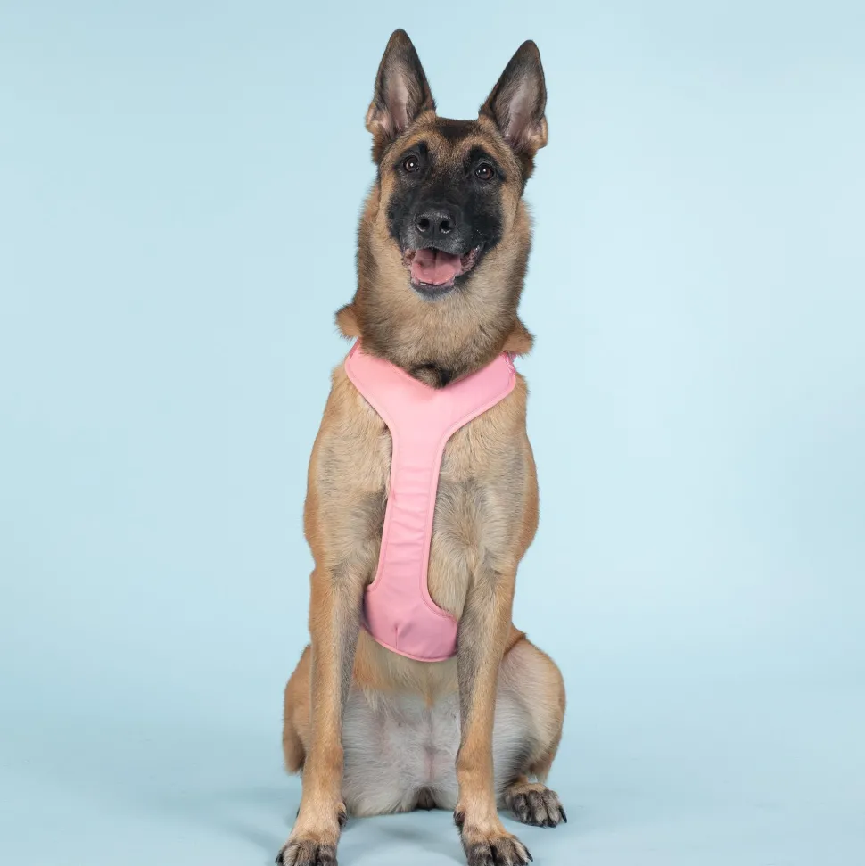 Paikka Visibility Large Dog Harness - Pink