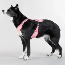 Paikka Visibility Large Dog Harness - Pink