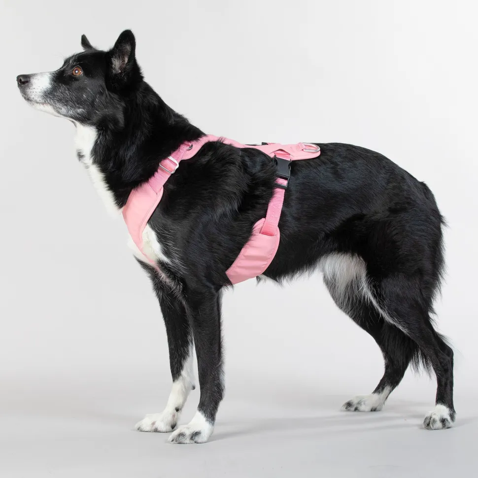Paikka Visibility Large Dog Harness - Pink