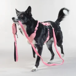 Paikka Visibility Large Dog Harness - Pink