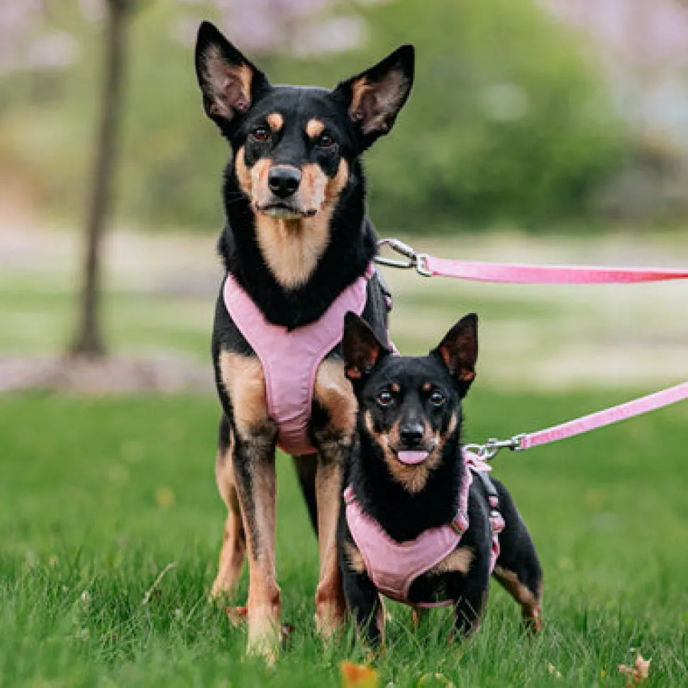 Paikka Visibility Large Dog Harness - Pink