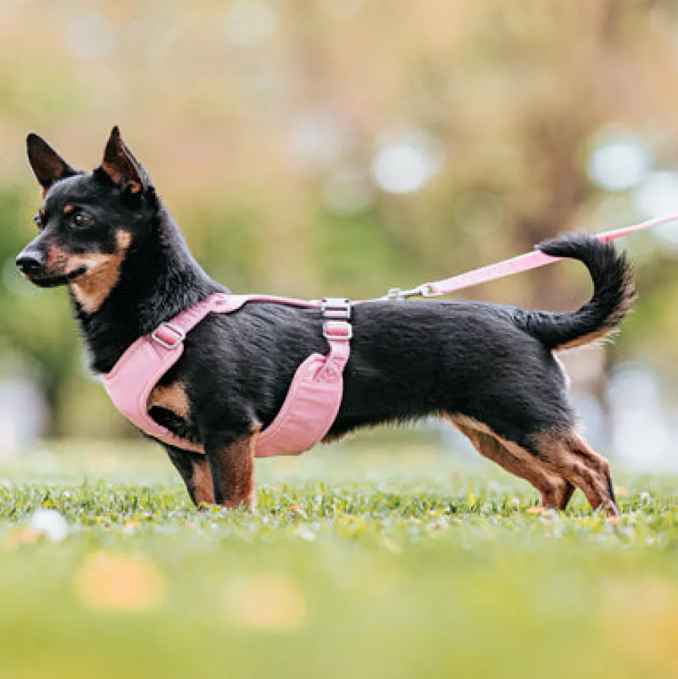 Paikka Visibility Large Dog Harness - Pink