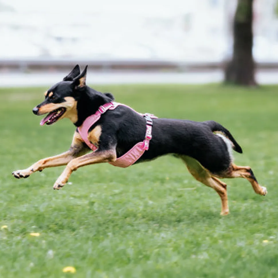 Paikka Visibility Large Dog Harness - Pink