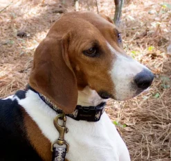 Pendleton Harding Dog Collar