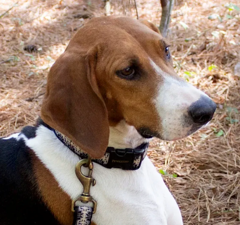 Pendleton Harding Dog Collar