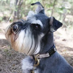 Pendleton Pet Westerley Collar