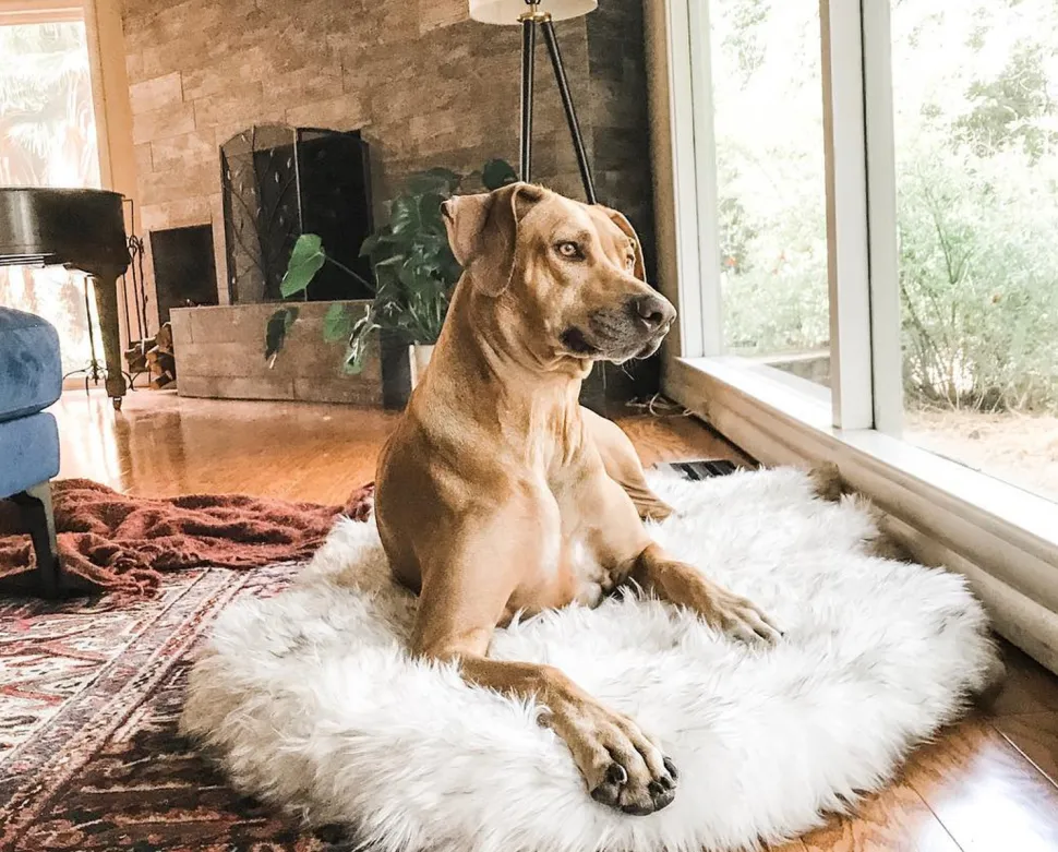 PupRug Faux Fur Orthopedic Dog Bed For Large To XL Dogs