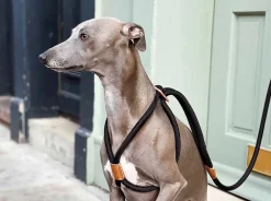 Ray Dog Harness by Boo Oh Black